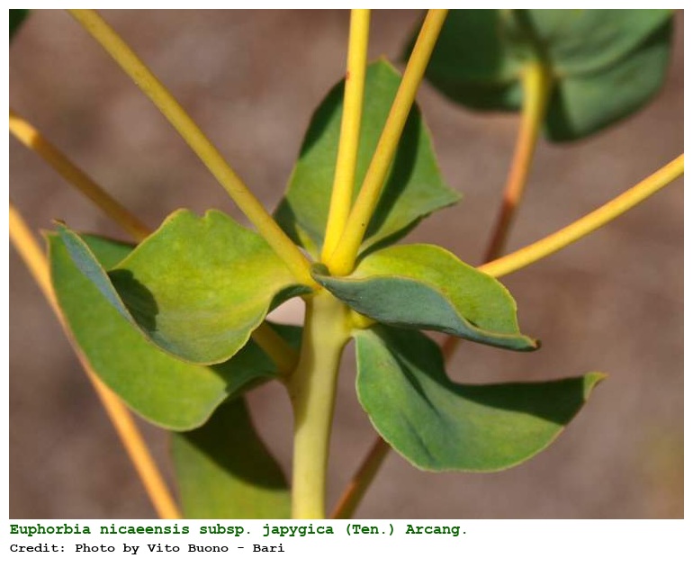 Euphorbia nicaeensis subsp. japygica (Ten.) Arcang.